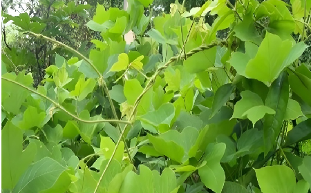 七夕寵妻狂魔就選它！二月風(fēng)雙有機(jī)野生葛根粉，健康又有文化味 