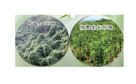 高學(xué)歷養(yǎng)生黨親測：這款雙有機(jī)野生葛根粉，憑什么成日常優(yōu)選？?