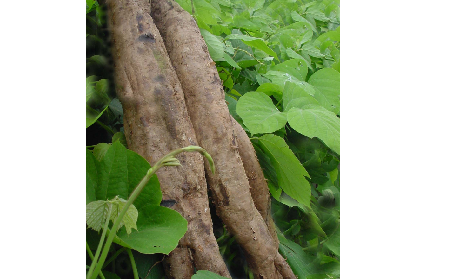 長期吃葛粉是養(yǎng)生還是傷身？科學(xué)解讀它的三大益處，讓你吃得更明白！